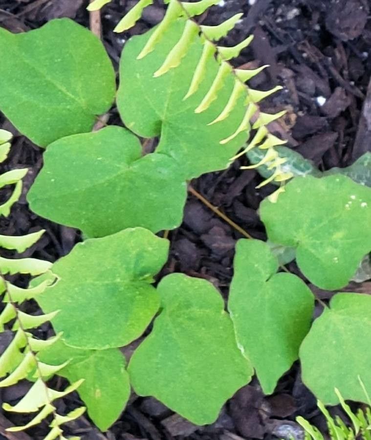 Vancouveria hexandra leaf