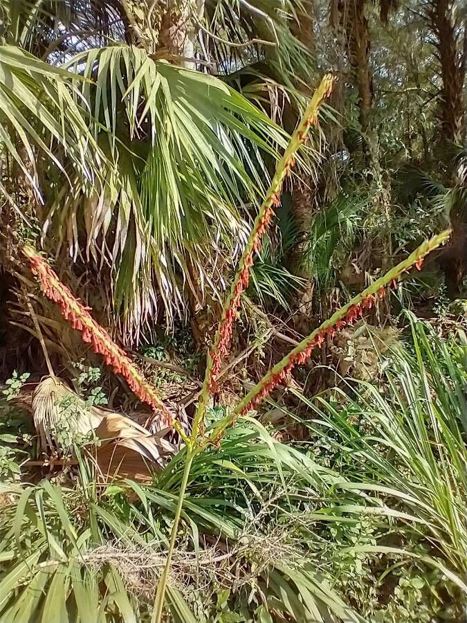Tripsacum dactyloides fruit