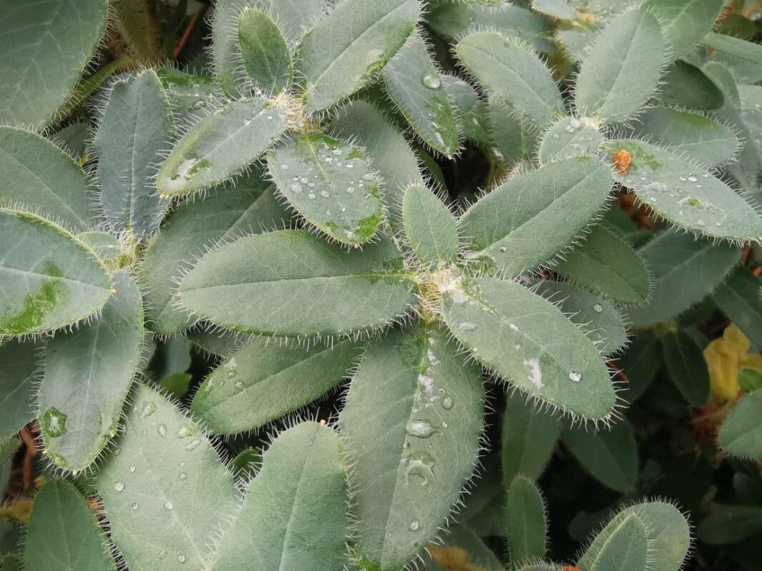 Rhododendron lepidostylum leaf