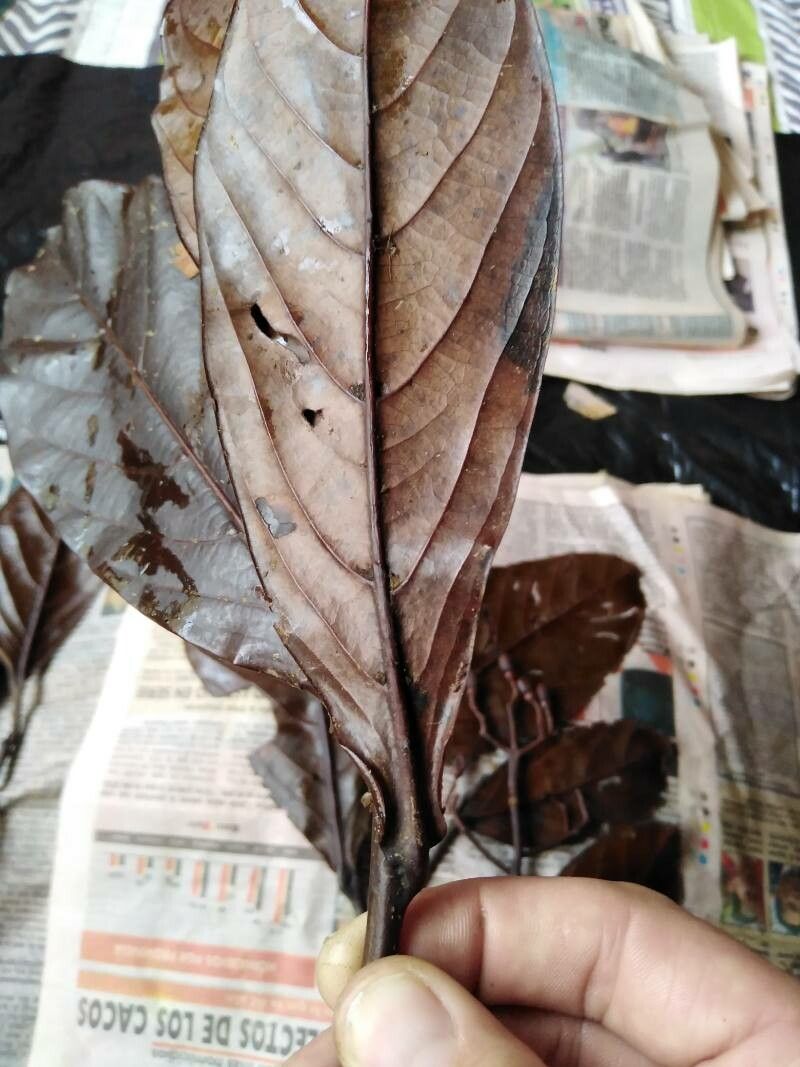 Ocotea endresiana leaf