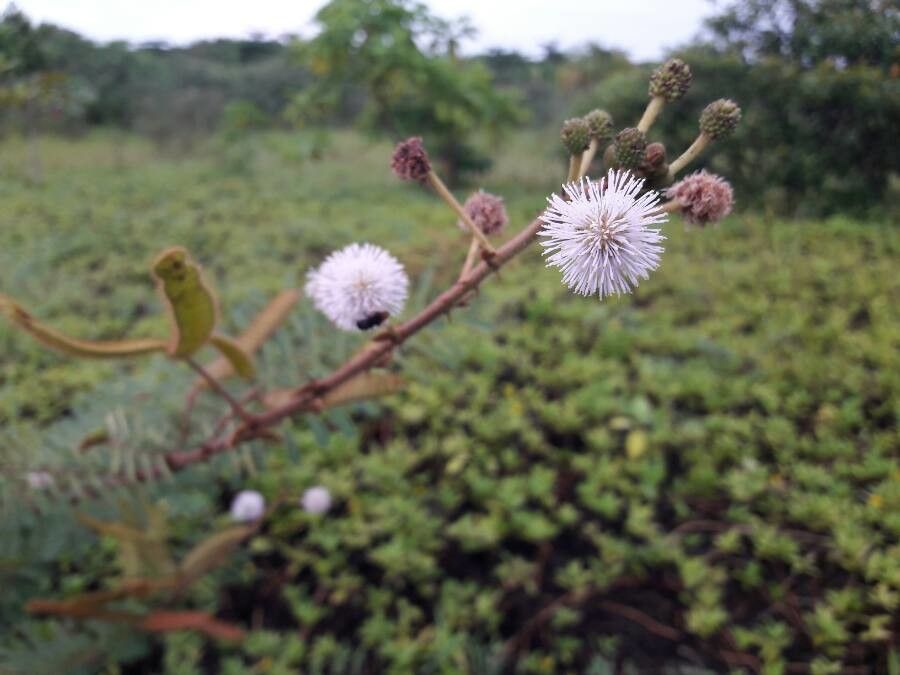 Mimosa Pigra flower