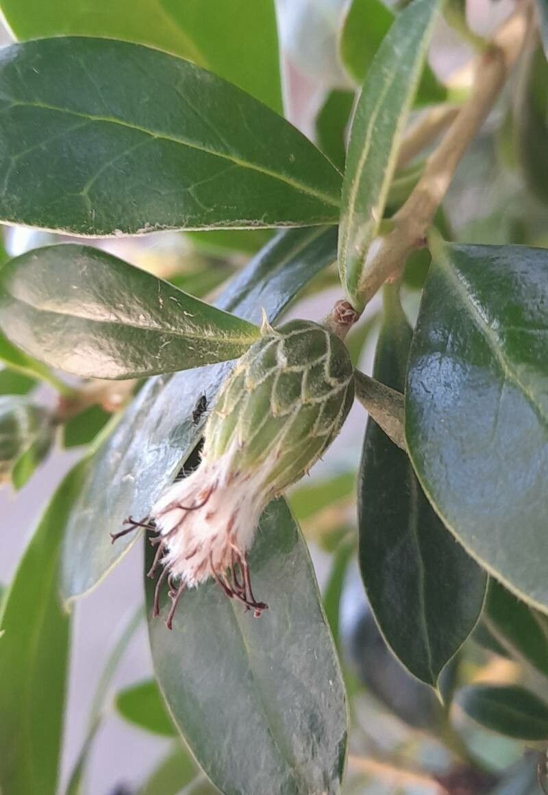 Dasyphyllum diacanthoides fruit