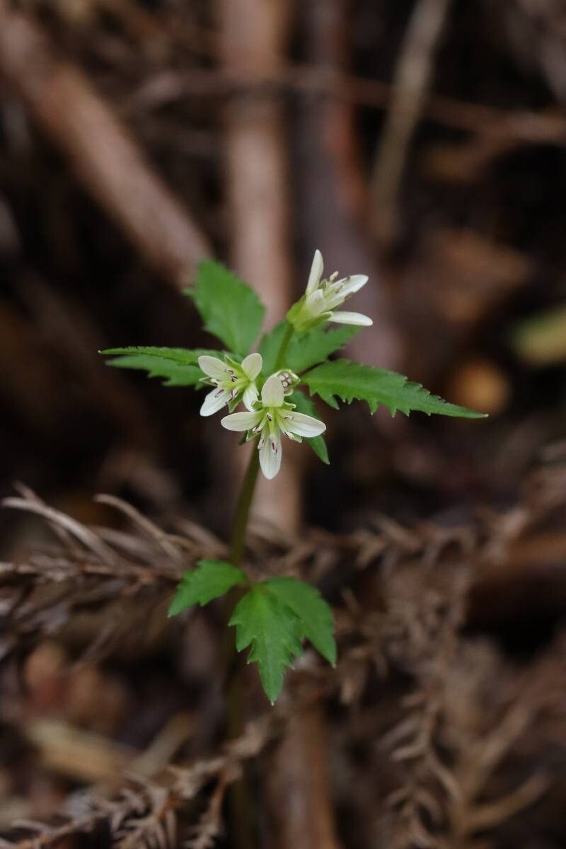 Cardamine anemonoides