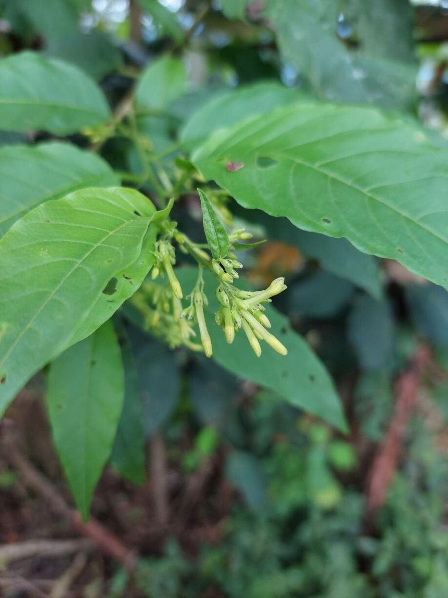 Cestrum racemosum flower