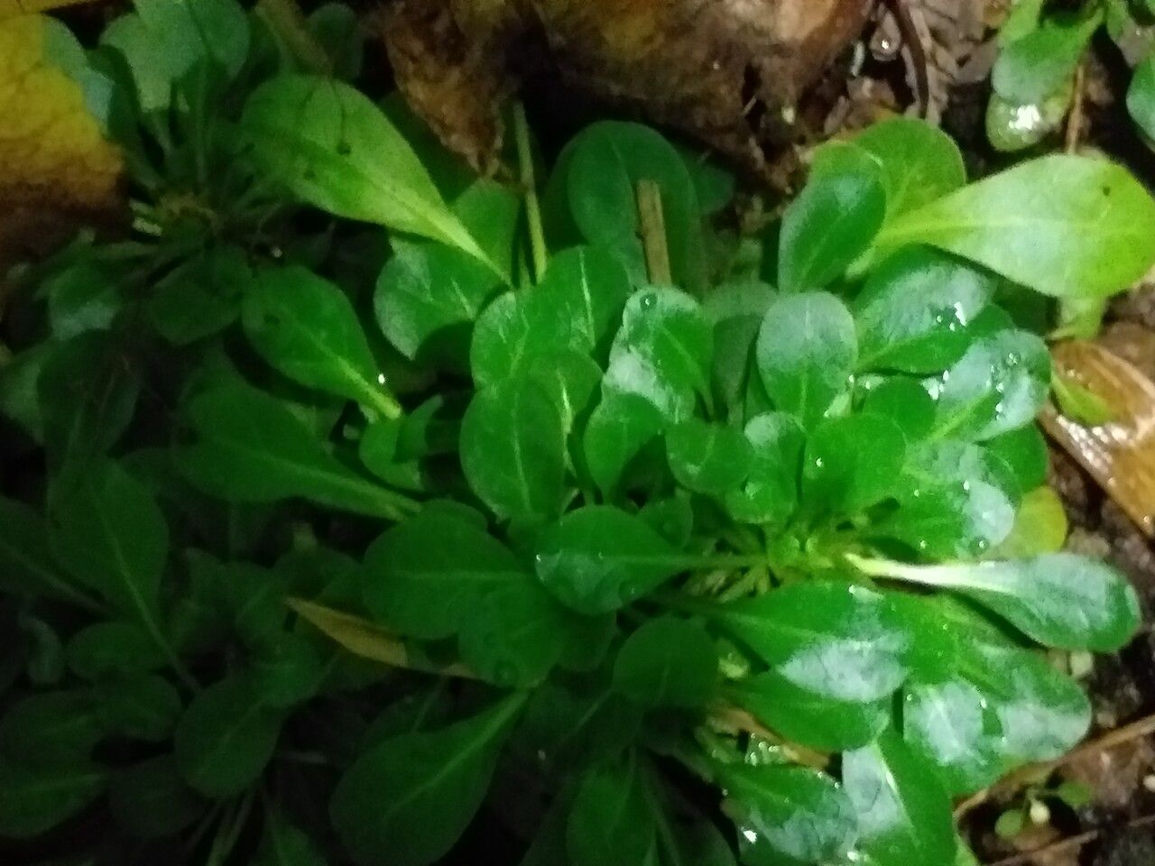 Samolus floribundus — related species from the same genus