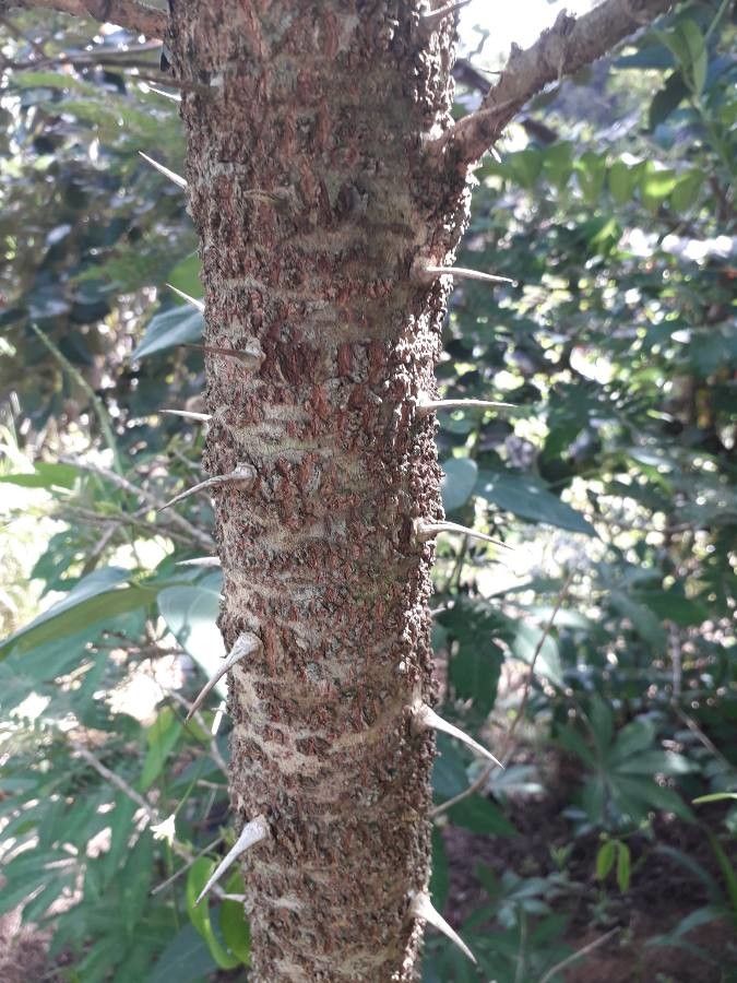 Machaerium nyctitans bark