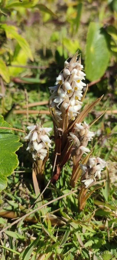 Zeuxine strateumatica flower