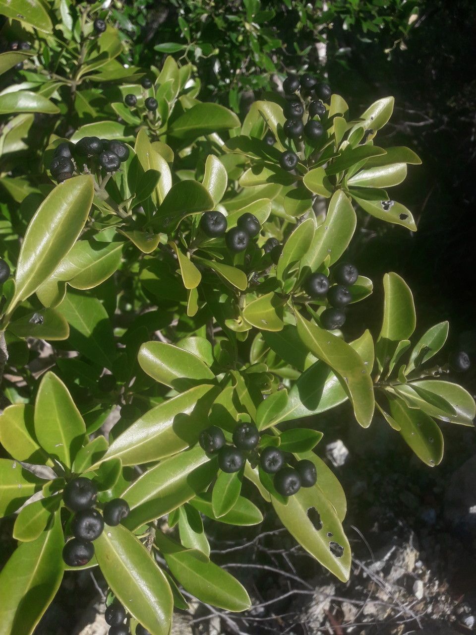 Halfordia kendack — houseplant care guide