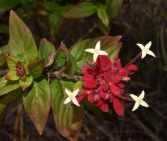 Paracarphalea pervilleana flower