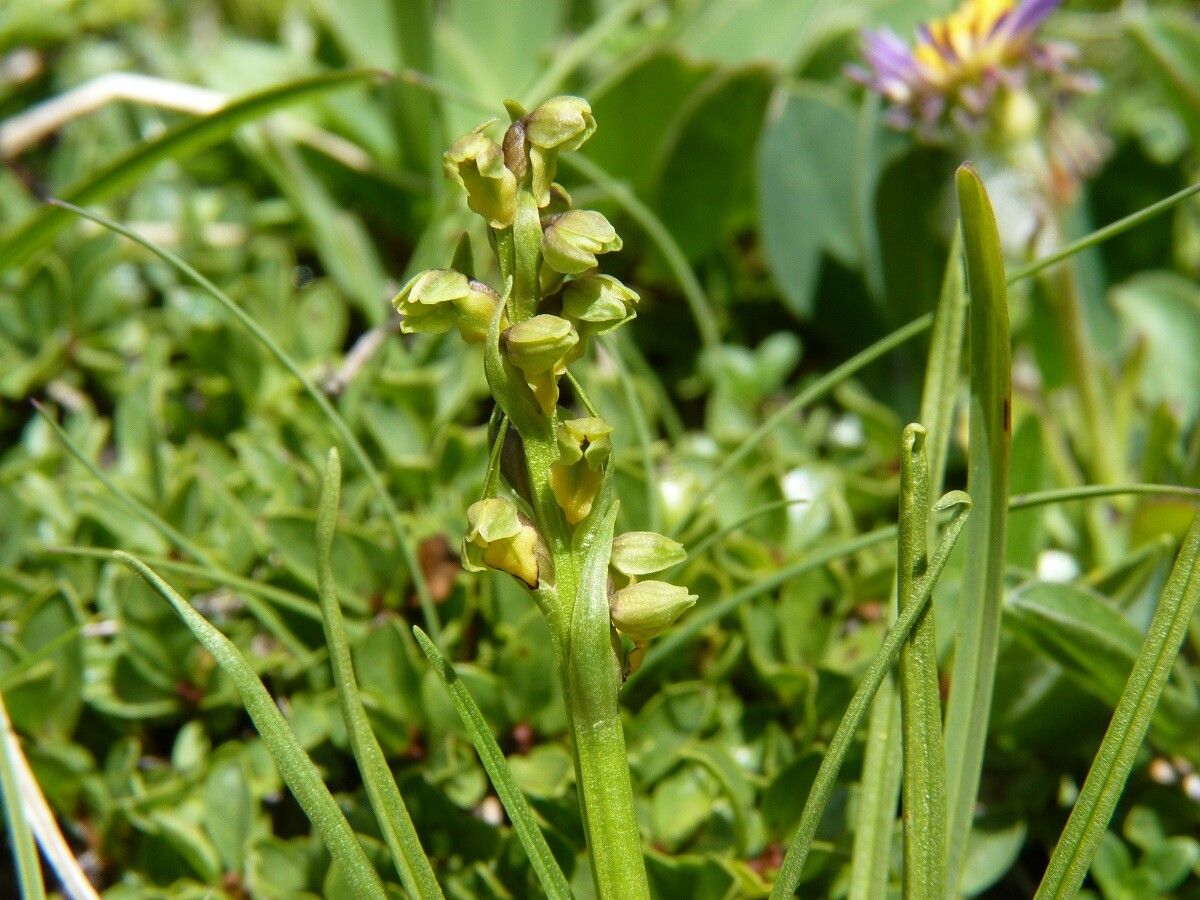 Chamorchis alpina flower