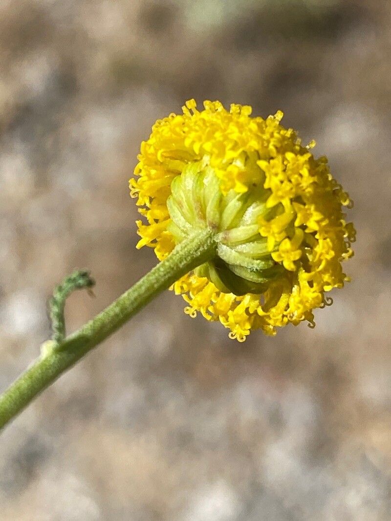Santolina villosa flower
