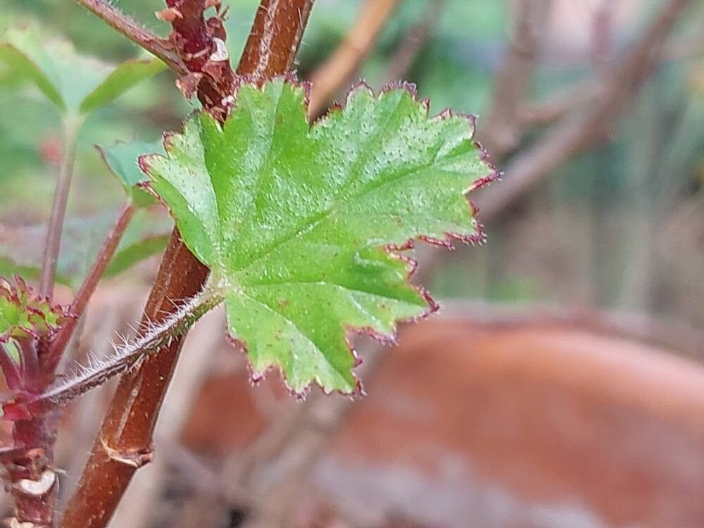 Pelargonium sublignosum — houseplant care guide