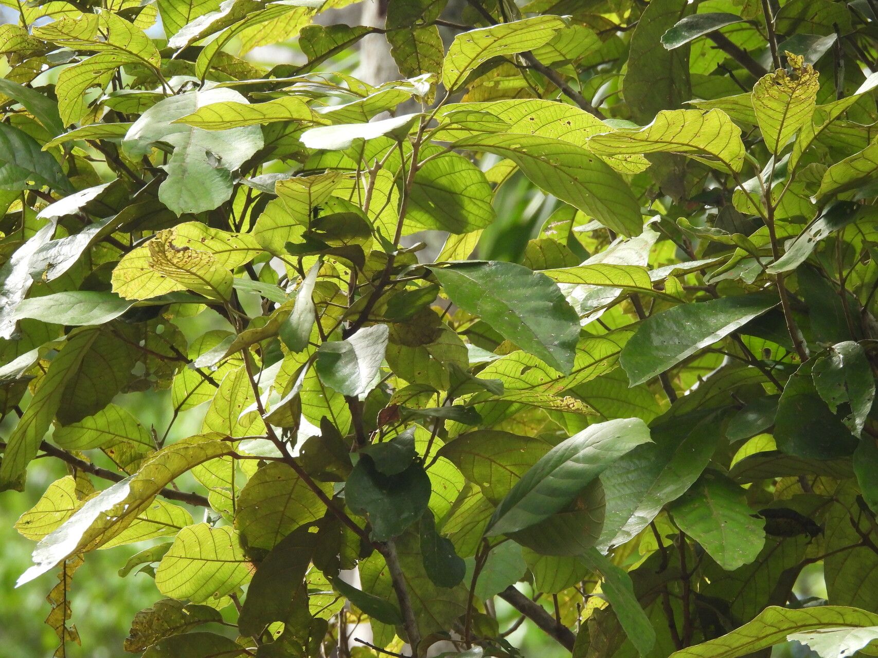 Sloanea grandiflora — houseplant care guide