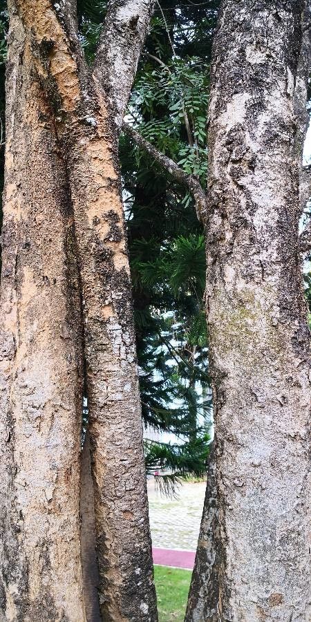 Dalbergia fusca bark