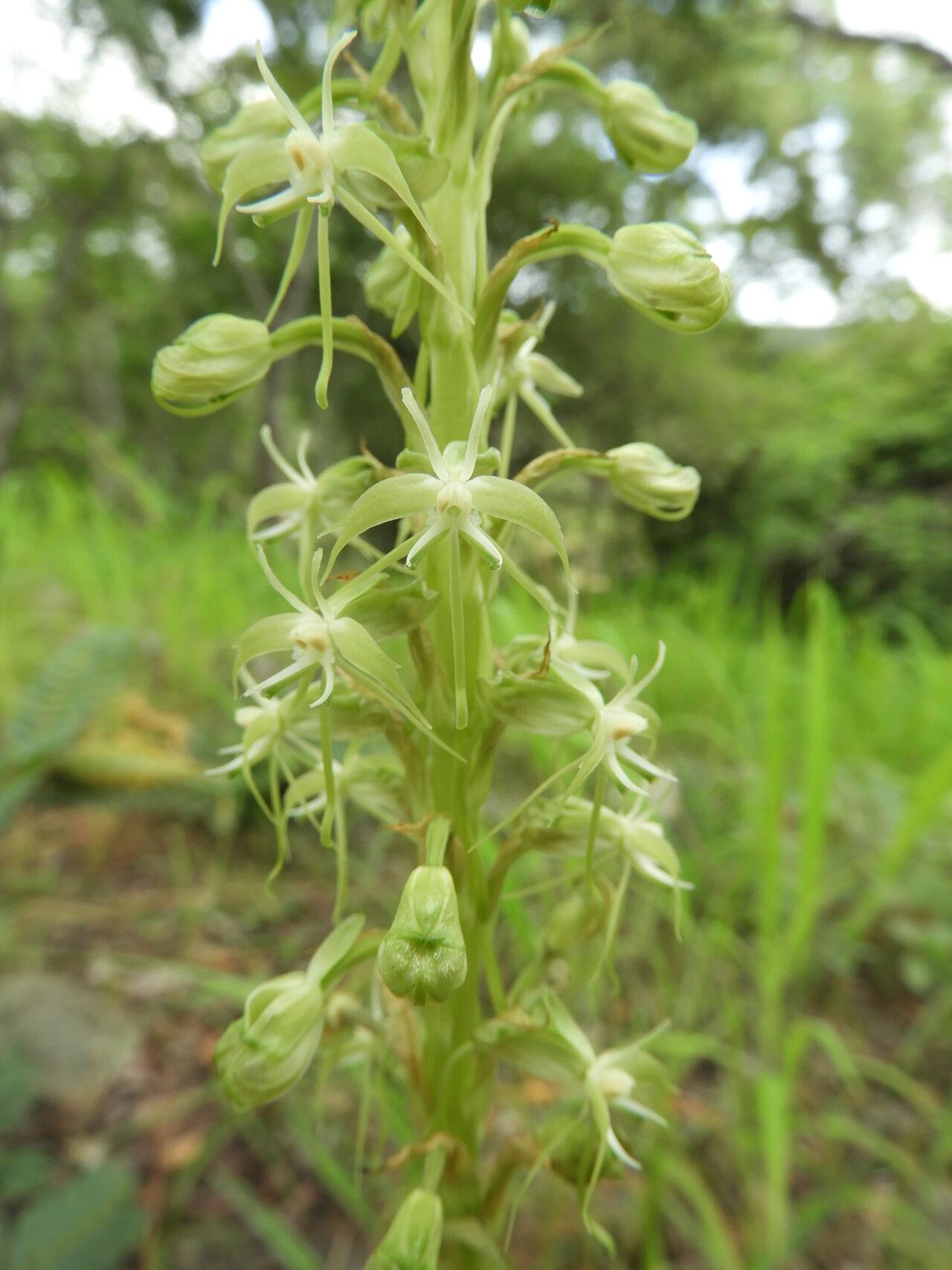 Habenaria disparilis — houseplant care guide