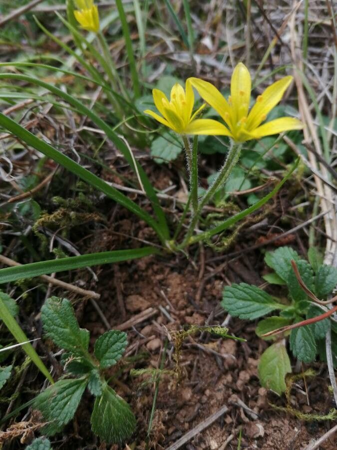 Gagea lacaitae — search result for 'Liliaceae'