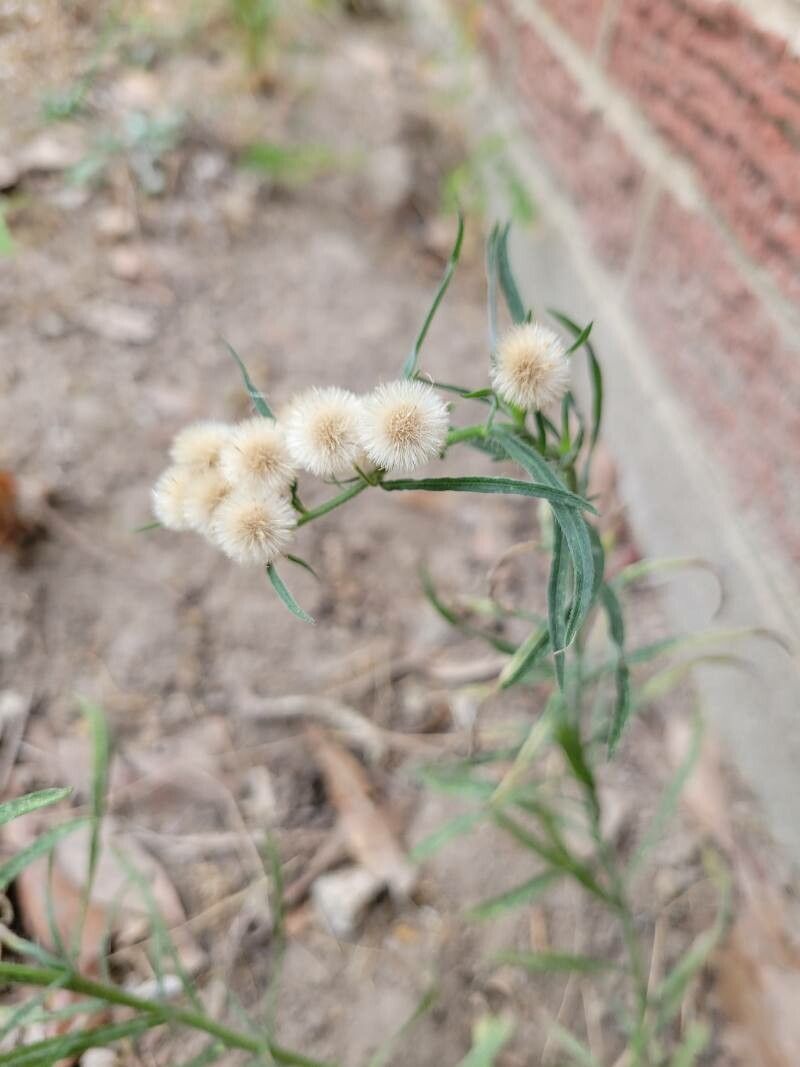 Conyza bonariensis fruit
