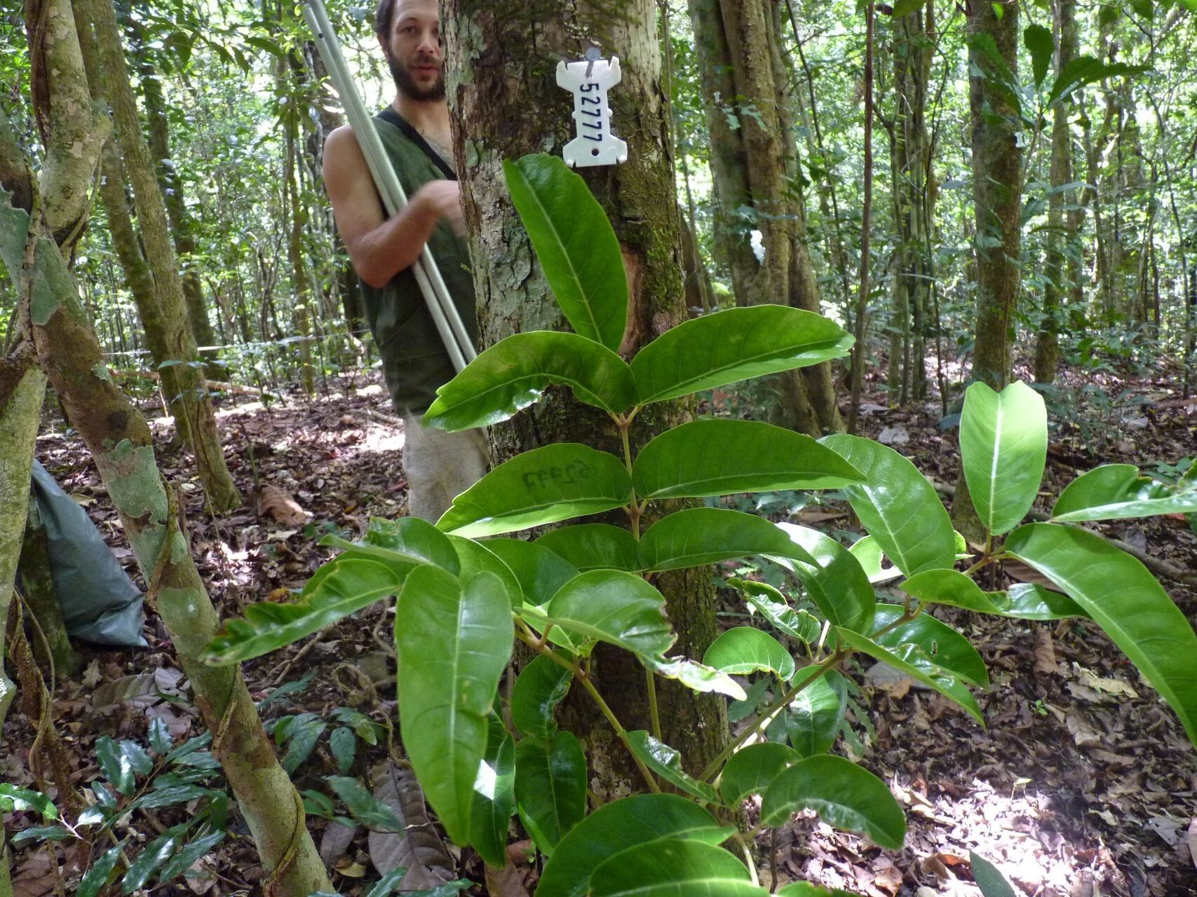 Euroschinus vieillardii — houseplant care guide