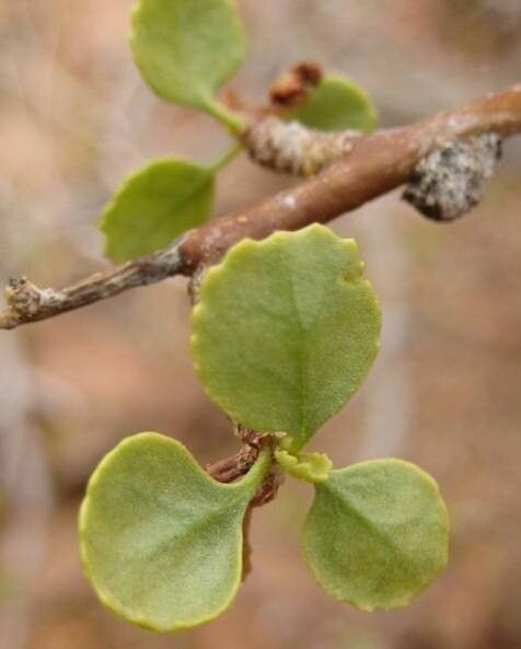 Commiphora namaensis leaf