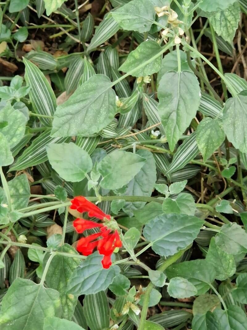 Scutellaria incarnata — houseplant care guide