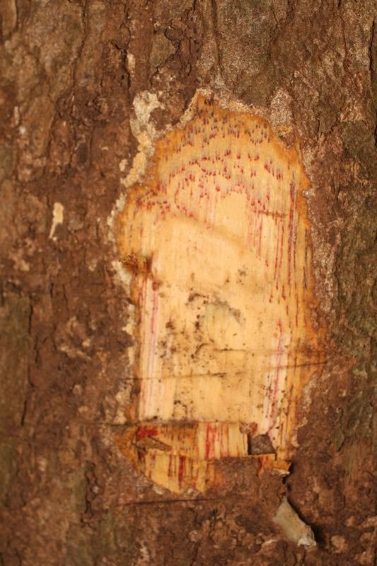 Swartzia panacoco other