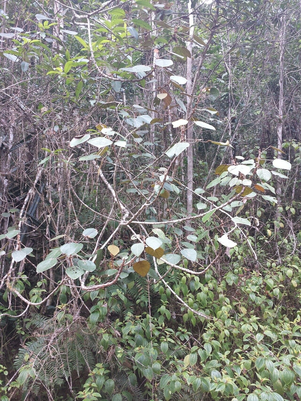 Macaranga cuspidata habit