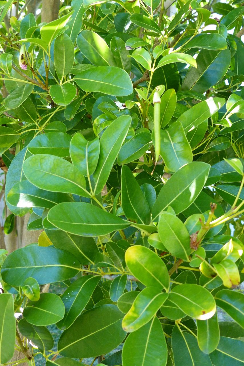 Tabebuia pallida — search result for 'Tabebuia'