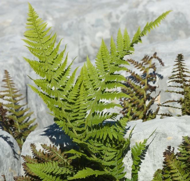 Dryopteris submontana — search result for 'Dryopteris'