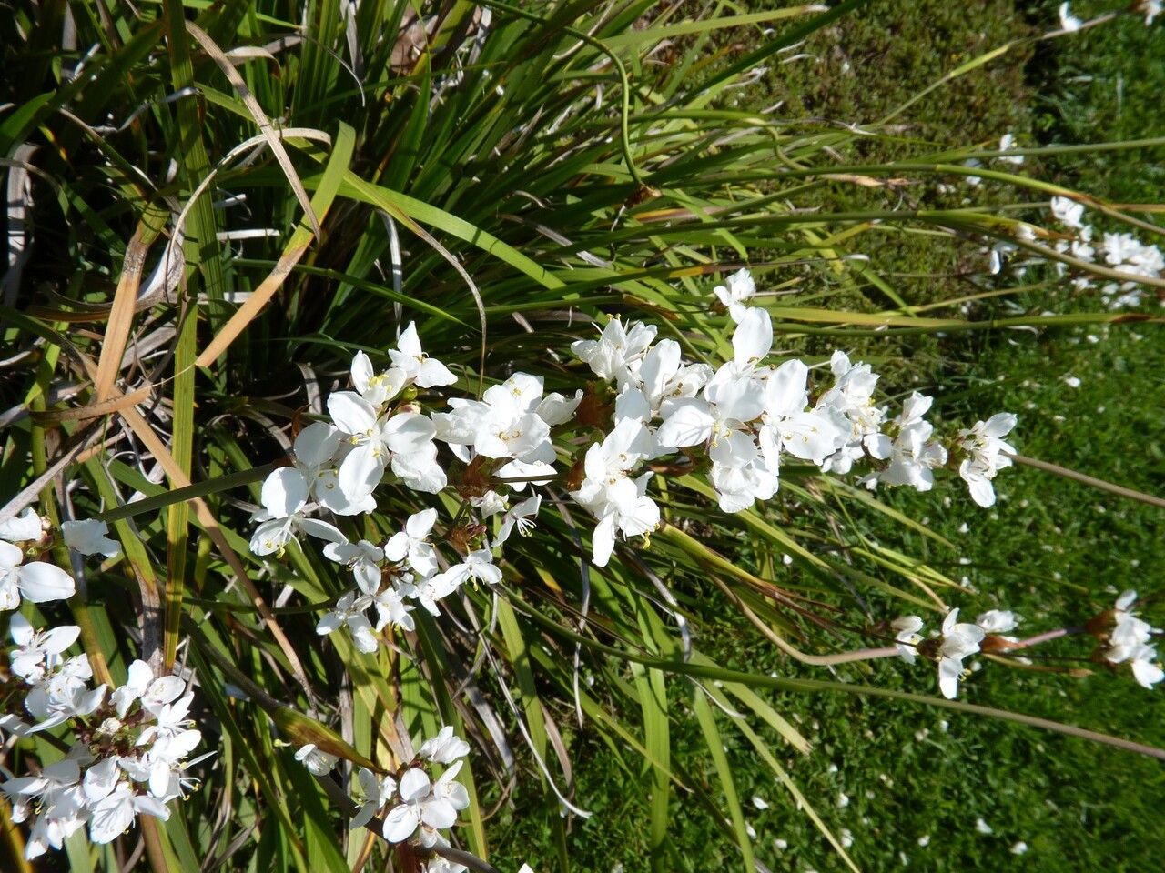Libertia grandiflora other