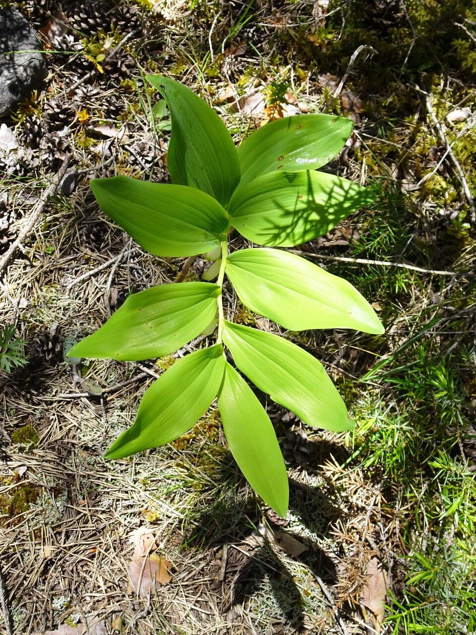 Polygonatum odoratum