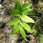 Polygonatum odoratum