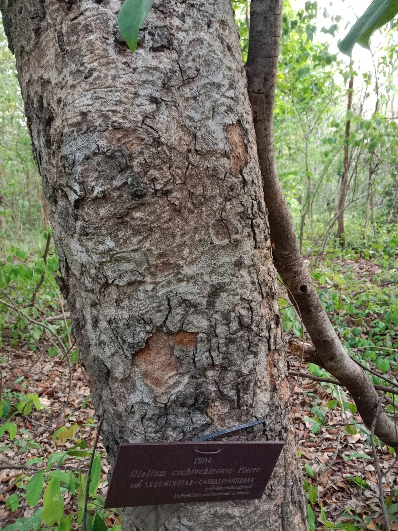 Dialium cochinchinense bark