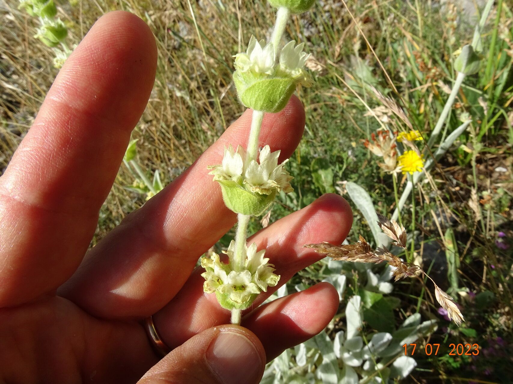 Sideritis italica flower