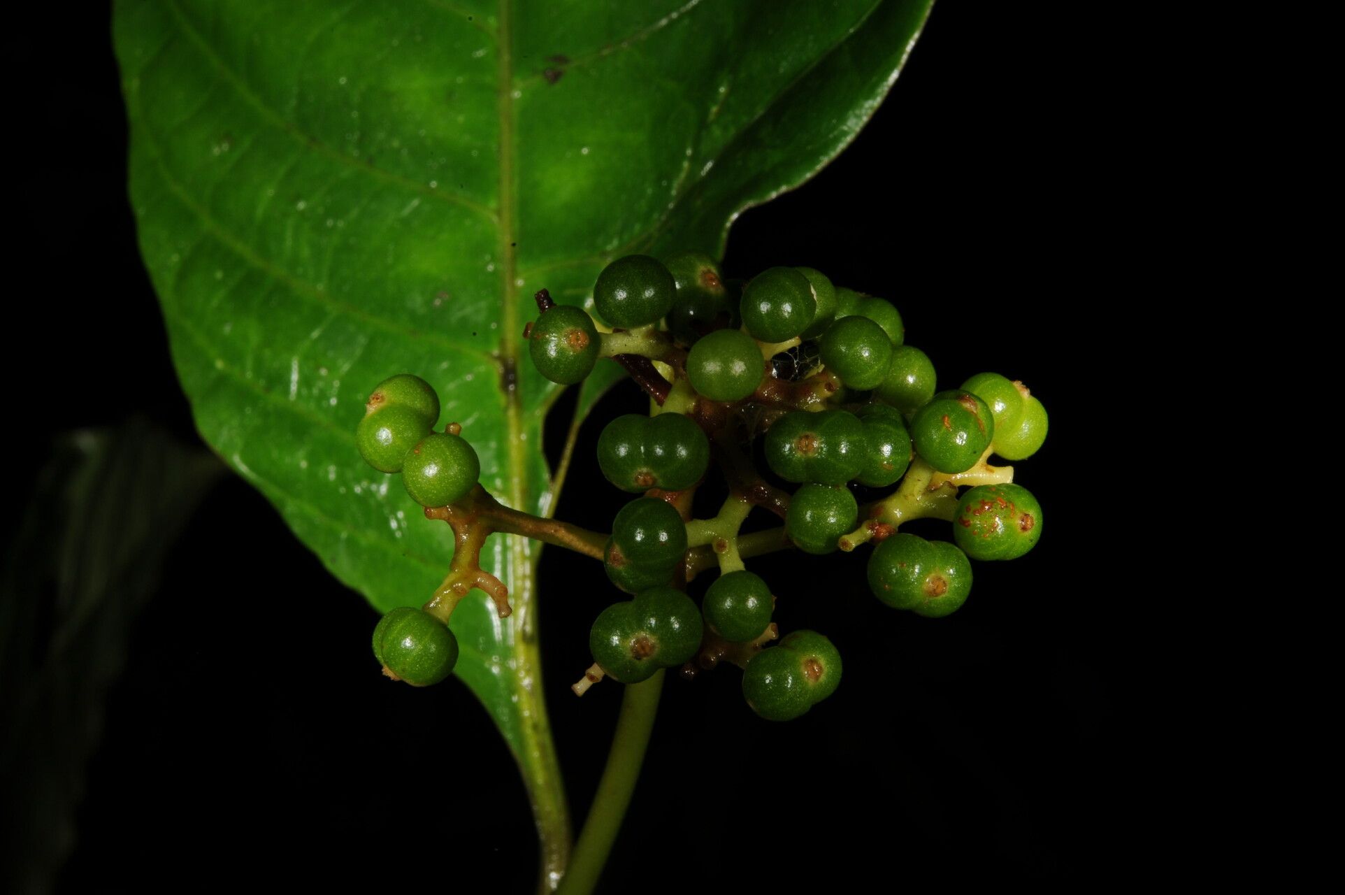 Psychotria acuminata — related species from the same genus