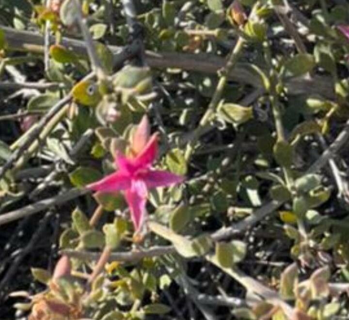 Krameria cistoidea — related species from the same genus