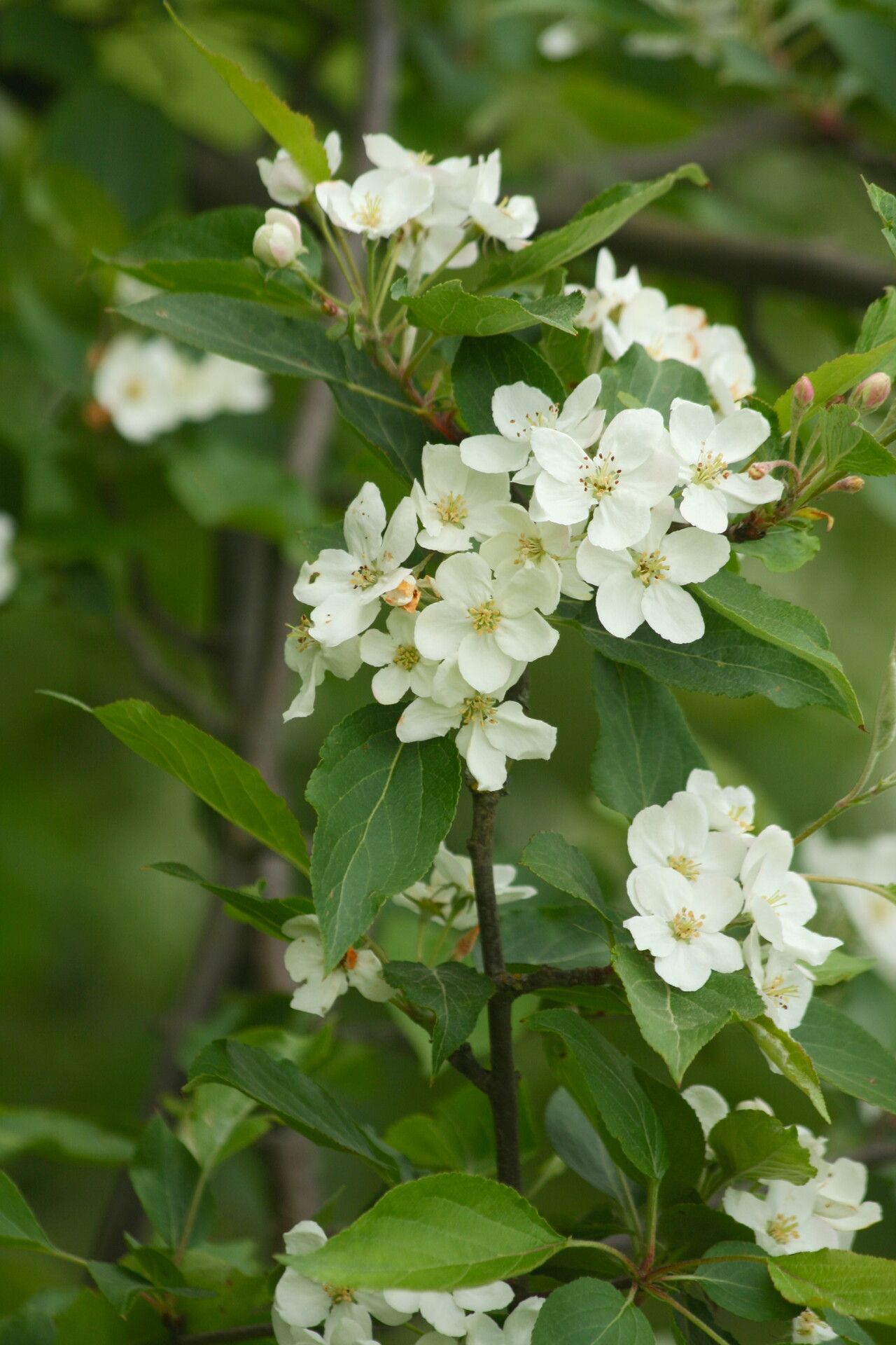 Malus rockii — search result for 'Malus'