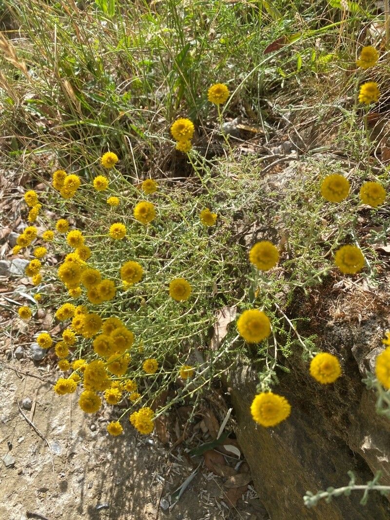 Santolina villosa habit
