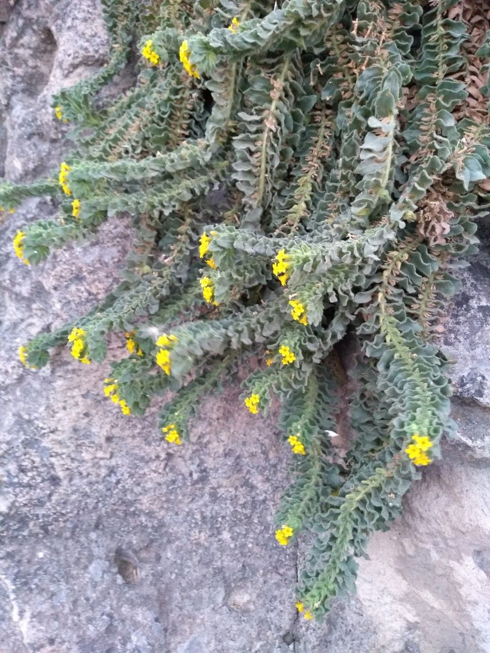 Alkanna orientalis habit