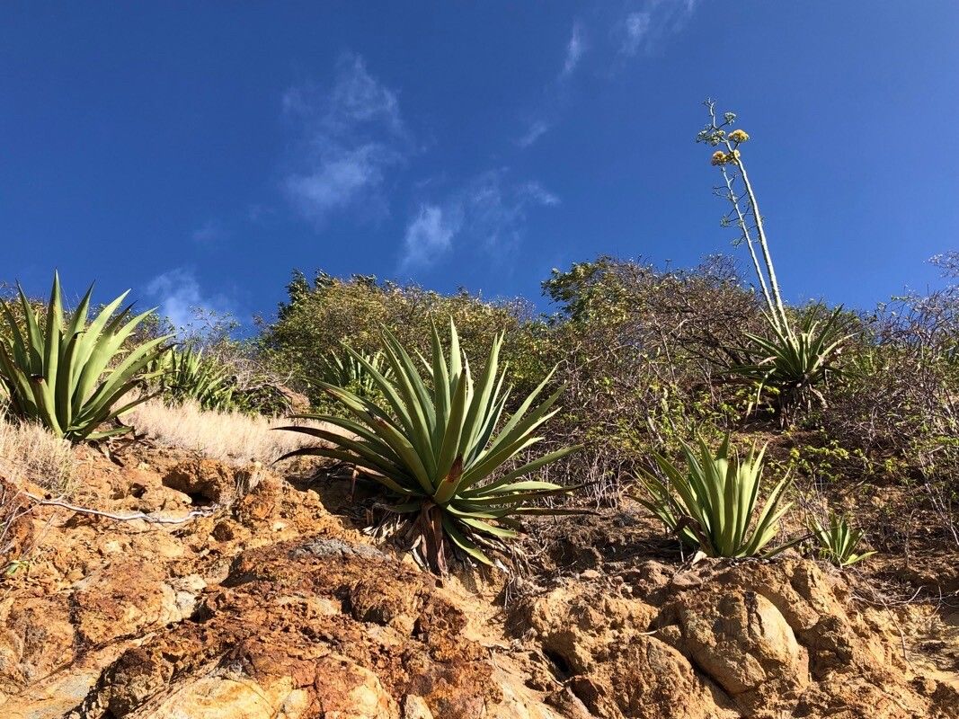 Agave caribaeicola flower
