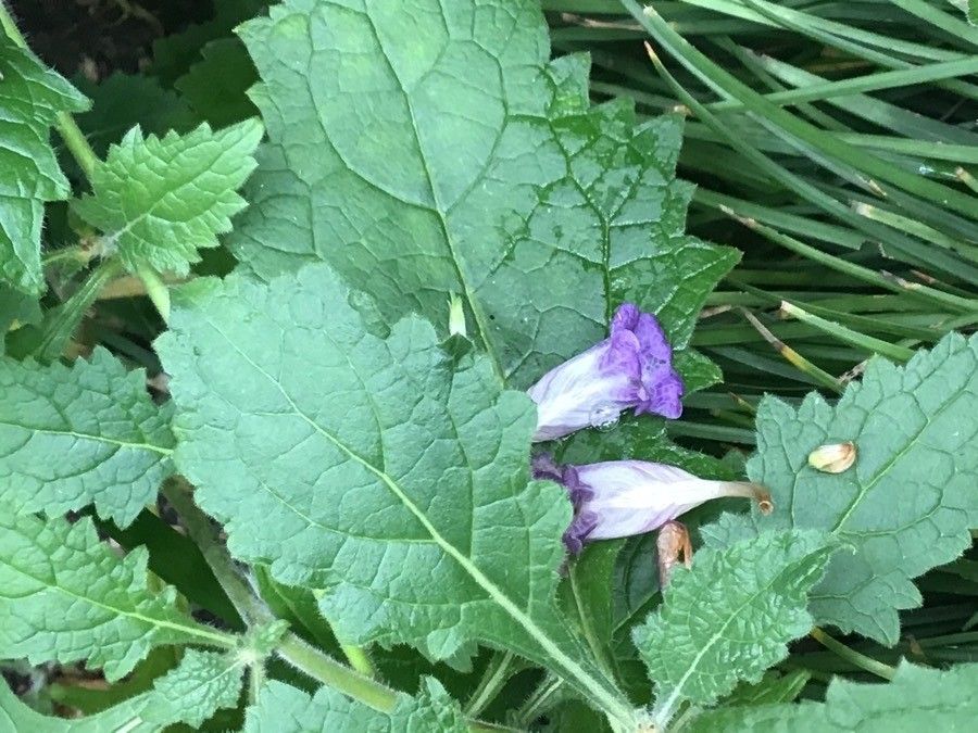 Rehmannia piasezkii flower