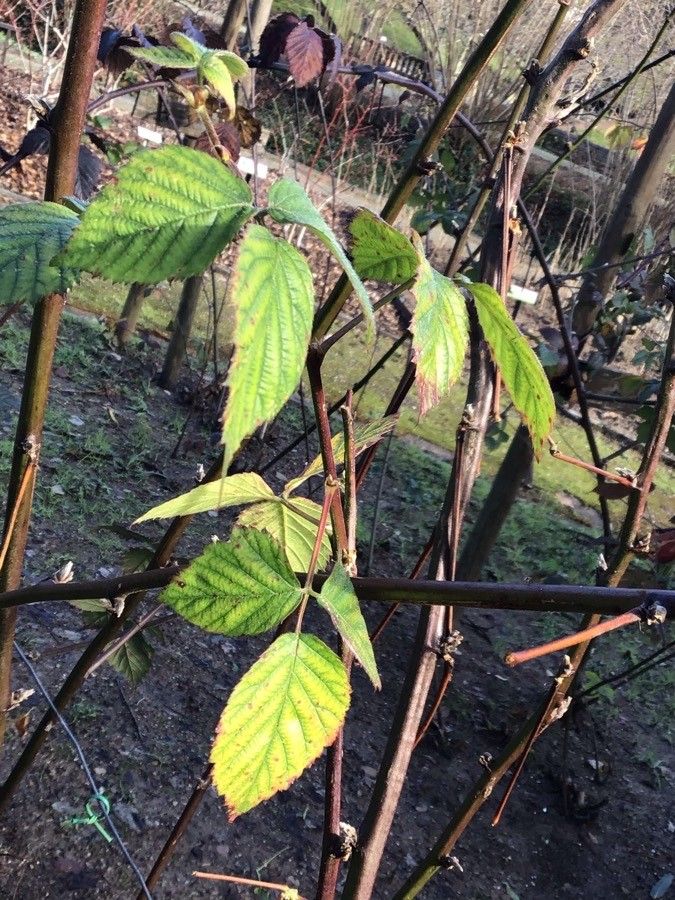 Rubus loganobaccus — search result for 'Rubus'