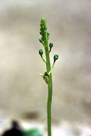 Malaxis spicata — search result for 'Malaxis'