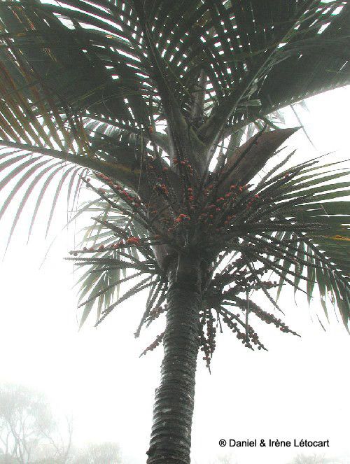 Basselinia moorei habit