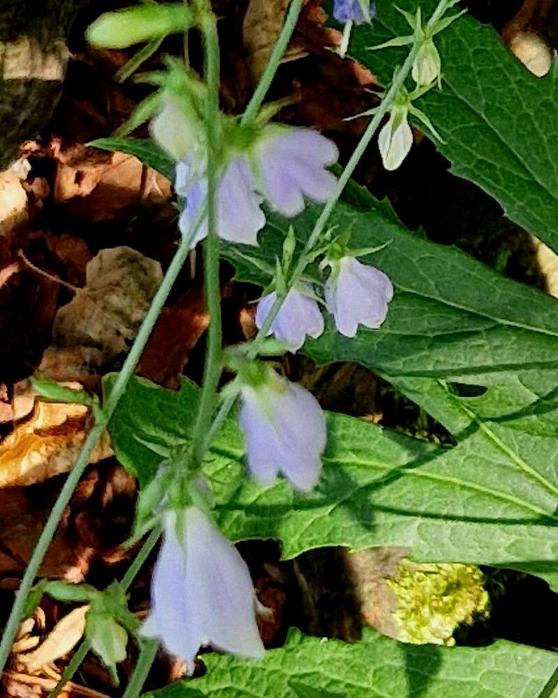 Adenophora pereskiifolia flower