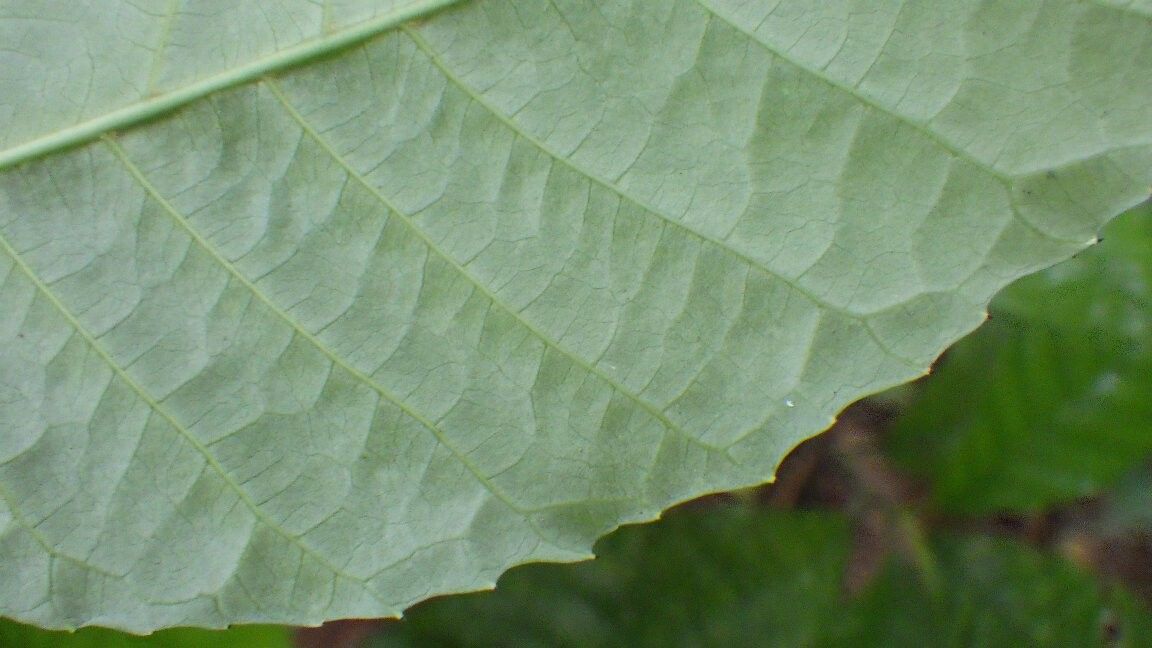 Rinorea thomensis — houseplant care guide