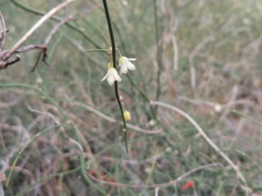 Asparagus plocamoides flower
