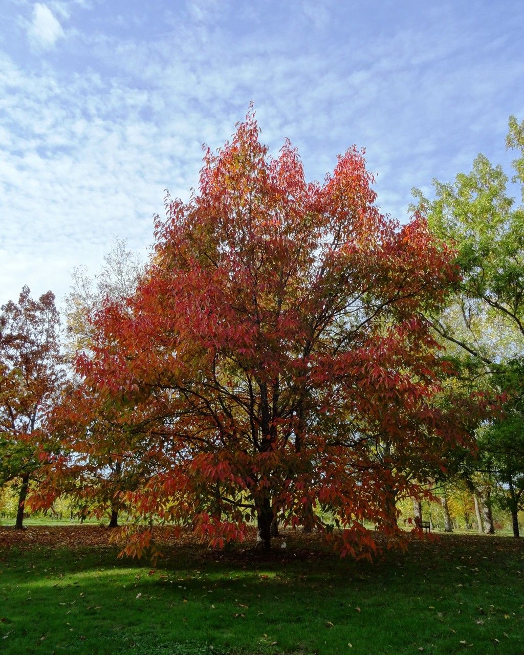 Nyssa sinensis habit