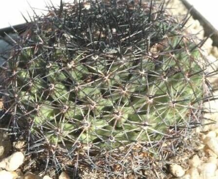Mammillaria meiacantha — houseplant care guide