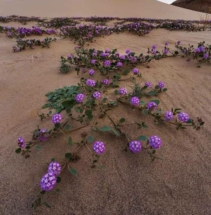 Abronia umbellata flower