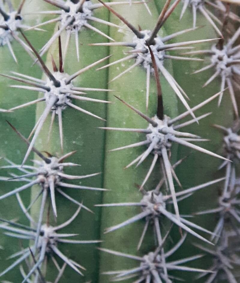 Leucostele werdermanniana — houseplant care guide